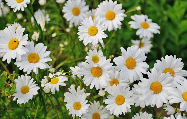 Summer, flowers, chamomile, white, white, chamomile