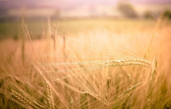 Wheat, field, macro, nature, background, widescreen, Wallpaper, rye