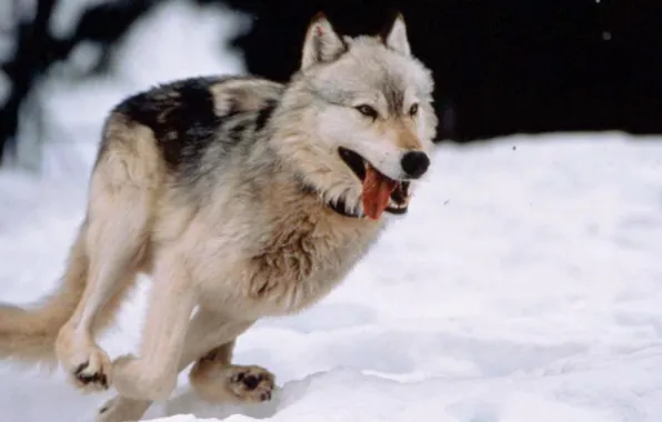 Nature, predator, animal, wolf, wildlife, portrait, portrait., Canis lupus. face