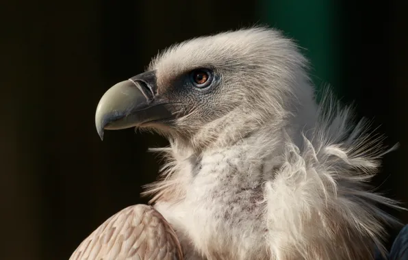 Picture bird, eagle, beak, bird, Grif, eagle, neck, beak