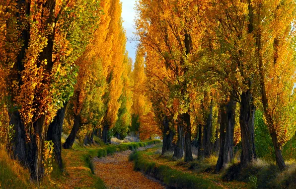 Autumn, landscape, nature
