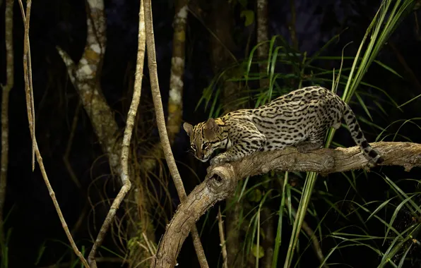 Look, night, branches, jungle, ocelot