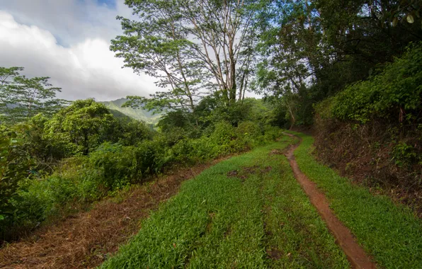 Picture grass, trees, green, trail, grass, trees, Path