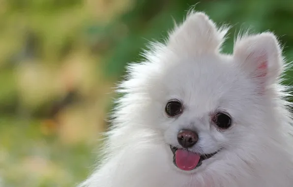 Pomeranian muzzle outlet