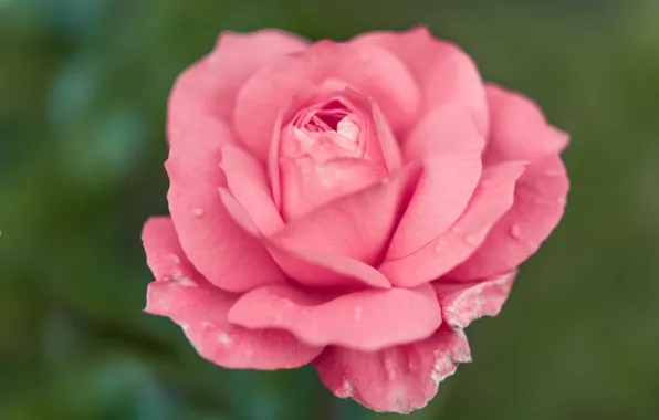 Background, pink, rose, petals, Bud