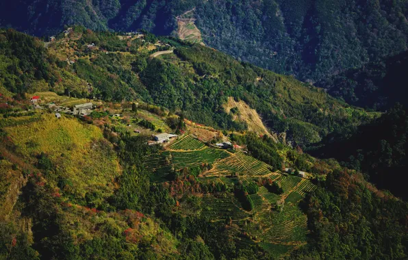 Taiwan, the countryside, plantation