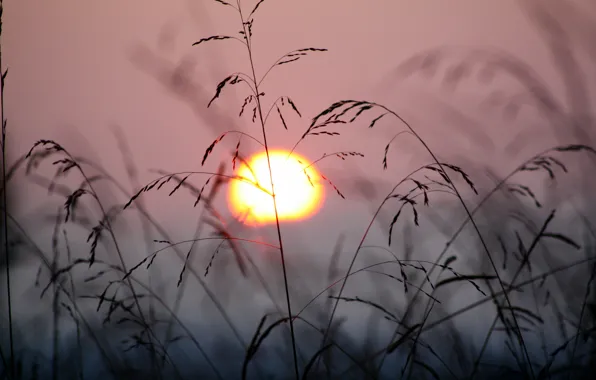 Grass, the sun, sunset, nature, the wind, plant