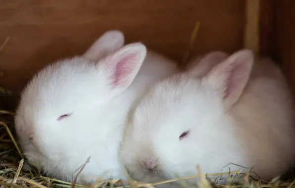 Picture fluffy, white, rabbit, albino