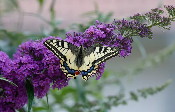 Flower, macro, butterfly, wings, beautiful, closeup