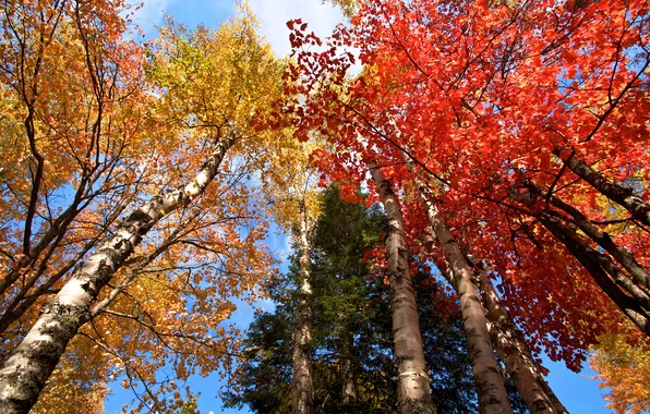 Autumn, the sky, leaves, trees, baronet
