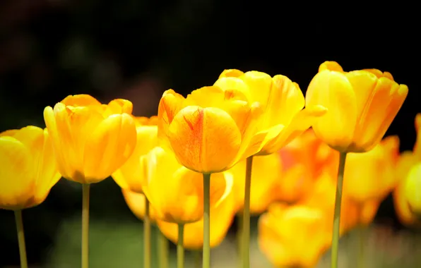 Picture nature, spring, yellow, tulips
