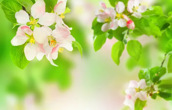 Leaves, flowers, branches