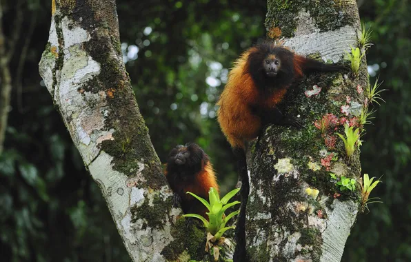 Brazil, the primacy of, Paraná, carnality lion marmoset