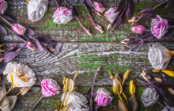Flowers, background, buds, eustoma