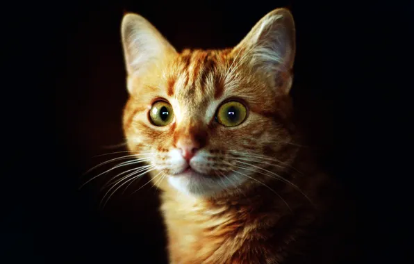 Cat, eyes, cat, look, face, background, dark, red