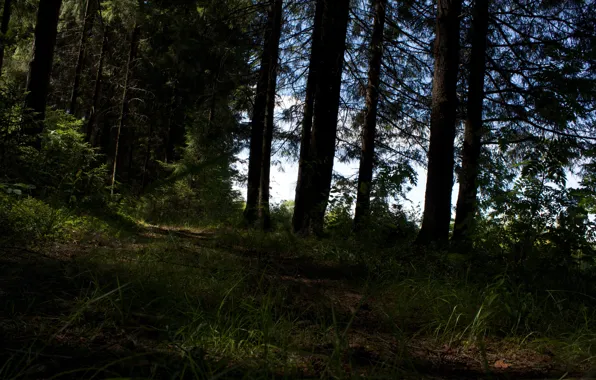 Grass, Trees, Forest