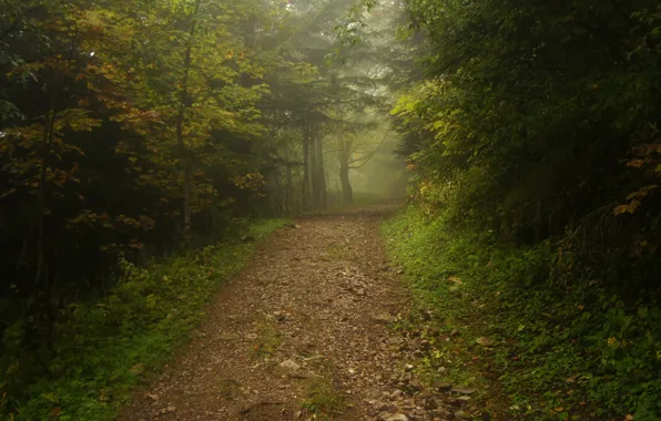 Picture road, forest, fog, track, path