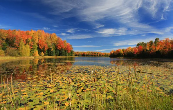 Autumn, forest, lake, photo