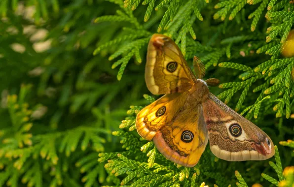 Macro, branches, butterfly, Emperor moth red