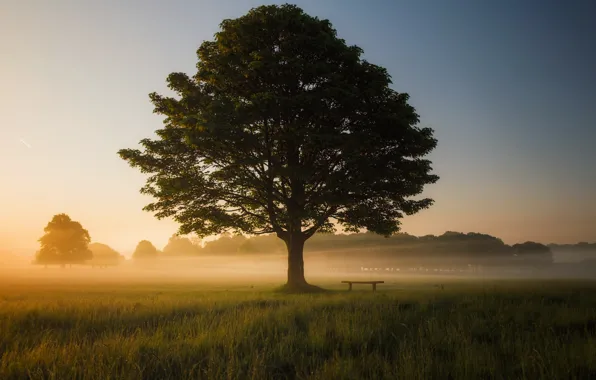 Picture field, trees, sunset, nature, fog, shop