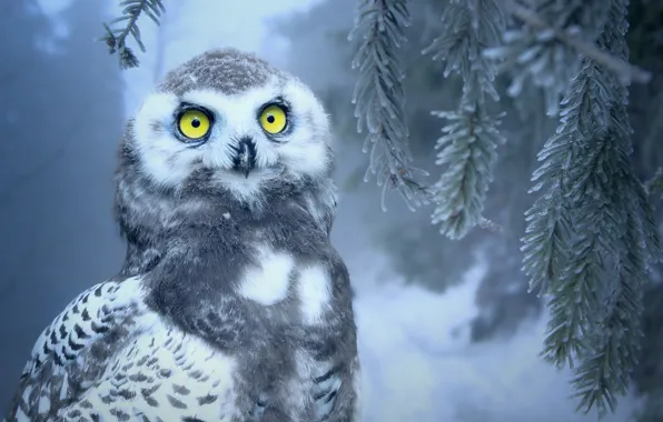 Winter, forest, eyes, snow, owl, bird