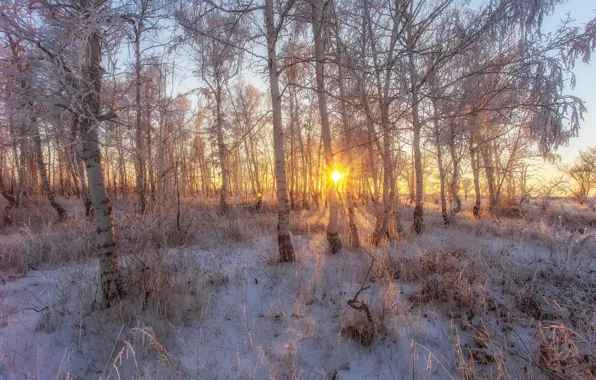 Picture frost, the sun, snow, trees, frost