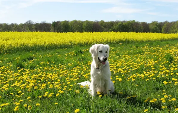 Picture field, summer, dog
