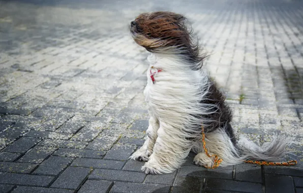 Picture the wind, street, dog