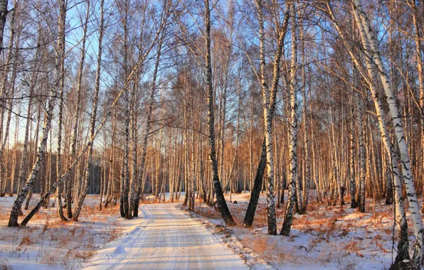 Winter, road, forest, snow, birch