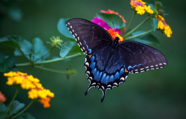 Butterfly, wings, beauty, Lantana