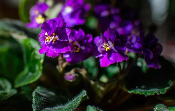 Flower, leaves, pot, purple, violet, Saintpaulia
