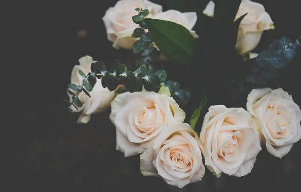 Flowers, roses, petals