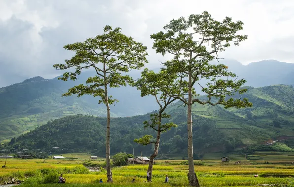 Picture greens, leaves, trees, people, hills, crown