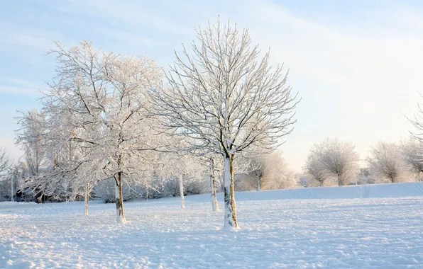 Picture winter, frost, the sky, the sun, light, snow, trees, Park