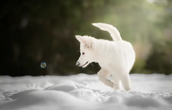 Winter, snow, puppy, doggie, bubble, The white Swiss shepherd dog