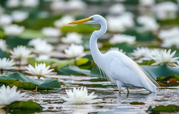 Flowers, lake, pond, bird, water lilies, Heron, water lilies, nymphs