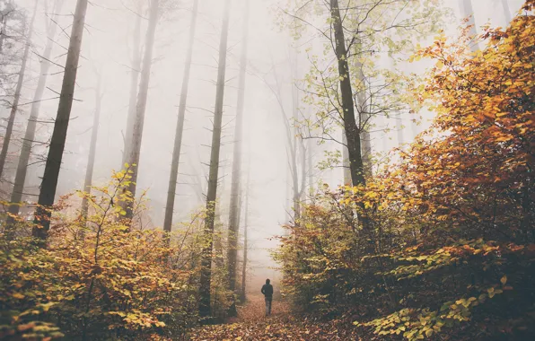 Picture autumn, forest, fog, people