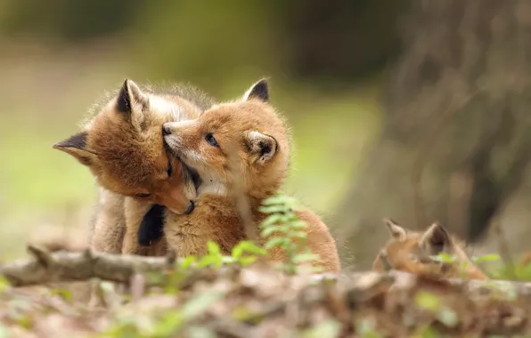 Nature, background, Fox