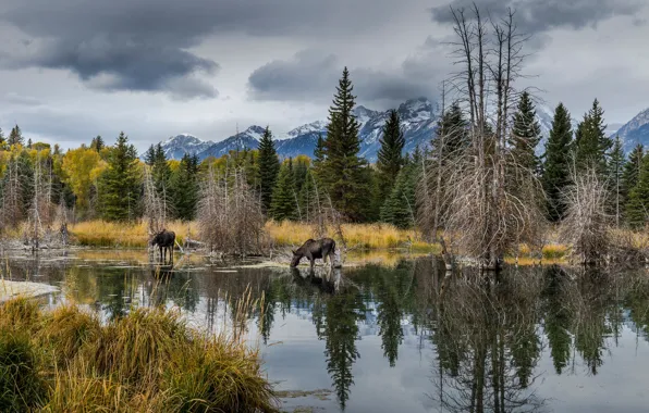 Picture forest, nature, shore, pond, moose, moose