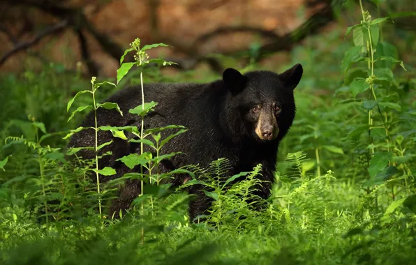 Greens, look, face, leaves, thickets, black, bear, fern