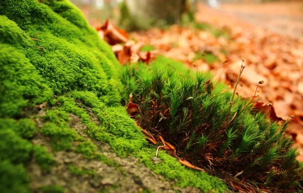 Picture green, grass, trees, nature, awesome, cool