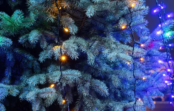 Light, branches, lights, lights, spruce, Christmas, New year, needles