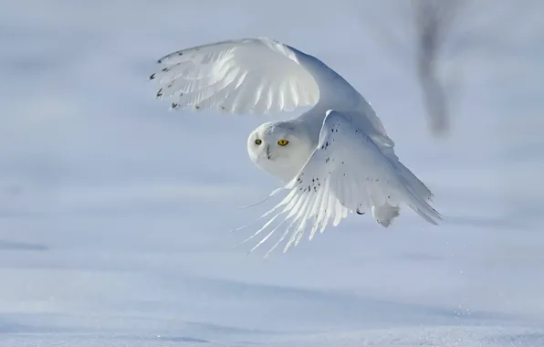 Winter, snow, bird, snowy owl, white owl, Nyctea scandiaca, Bubo scandiacus
