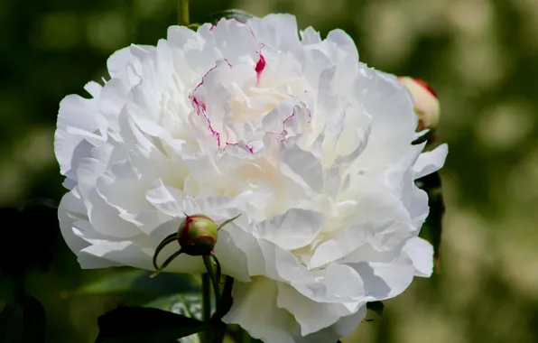 White, flower, macro, Bud, bokeh, peony