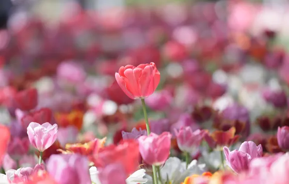 Flowers, spring, tulips