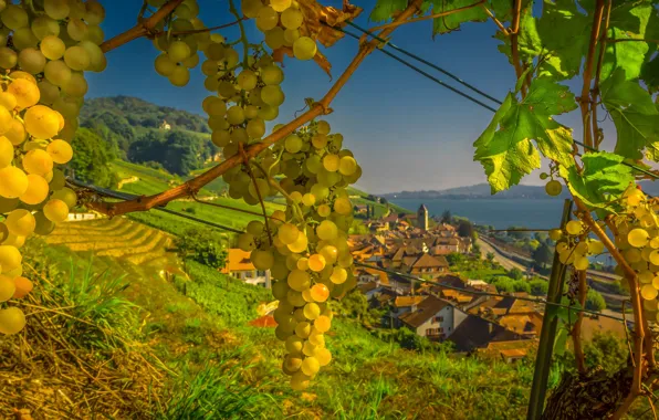 View, Switzerland, grapes, town, Switzerland, Twann, Tvan