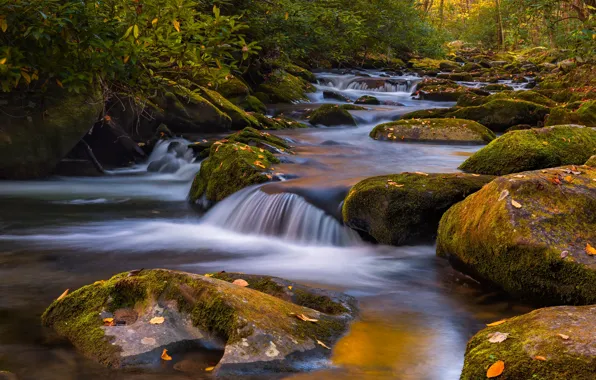 Autumn, forest, leaves, branches, stream, stones, shore, waterfall