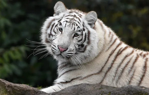 White, look, face, tiger, pose, stone, portrait, lies