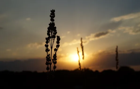 Picture flower, nature, the steppe, plant, Sunset