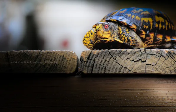 Macro, Board, turtle